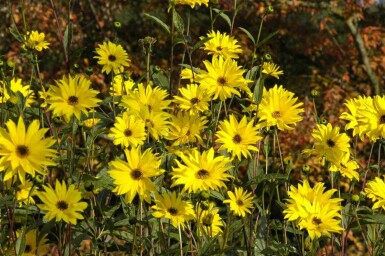 Tournesol rouge Helianthus atrorubens 5-10 pot P9 Helianthus atrorubens