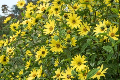 Tournesol Helianthus microcephalus 'Lemon Queen' 5-10 pot P9 Helianthus microcephalus 'Lemon Queen'