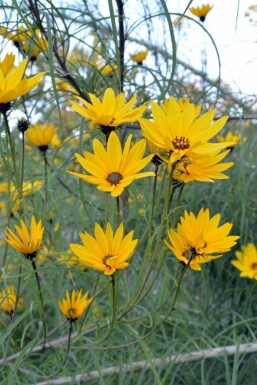 Hélianthe à feuilles de saule Helianthus salicifolius 5-10 pot P9 Helianthus salicifolius