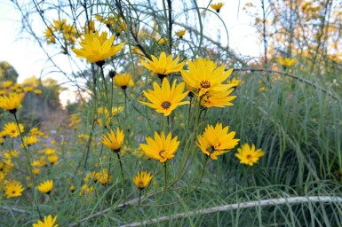Hélianthe à feuilles de saule Helianthus salicifolius 5-10 pot P9 Helianthus salicifolius