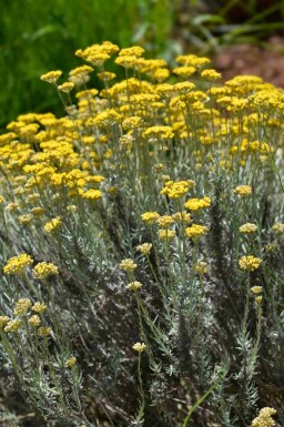 Helichryse Helichrysum italicum 5-10 pot P9 Helichrysum italicum