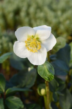 Rose de noël Helleborus niger 'Christmas Carol' 5-10 pot P9 Helleborus niger 'Christmas Carol'
