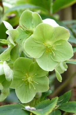 Rose de noël Helleborus sternii 5-10 pot P9 Helleborus sternii