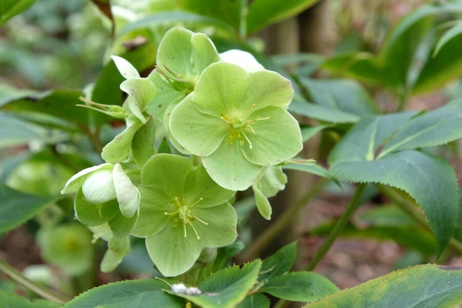 Rose de noël Helleborus sternii 5-10 pot P9 Helleborus sternii