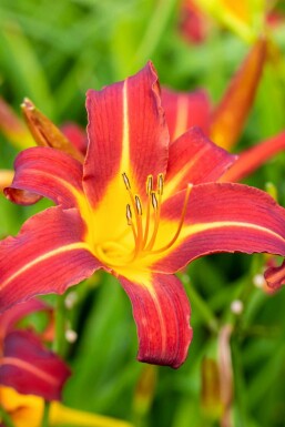 Hémérocalle Hemerocallis 'Autumn Red' 5-10 pot P9 Hemerocallis 'Autumn Red'