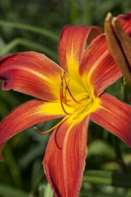Hémérocalle Hemerocallis 'Autumn Red' 5-10 pot P9 Hemerocallis 'Autumn Red'