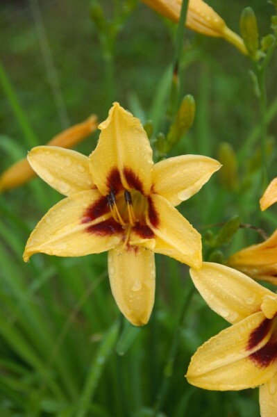 Hémérocalle Hemerocallis 'Bonanza' 5-10 pot P9 Hemerocallis 'Bonanza'