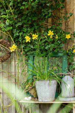 Belle de jour Hemerocallis 'Citrina' 5-10 pot P9 Hemerocallis 'Citrina'