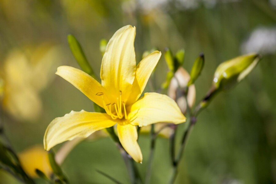 Belle de jour Hemerocallis 'Citrina' 5-10 pot P9 Hemerocallis 'Citrina'