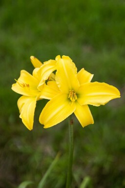 Hémérocalle Hemerocallis 'Corky' 5-10 pot P9 Hemerocallis 'Corky'