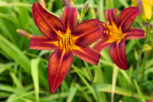 Hémérocalle Hemerocallis 'Crimson Pirate' 5-10 pot P9 Hemerocallis 'Crimson Pirate'