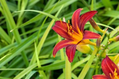 Hémérocalle Hemerocallis 'Crimson Pirate' 5-10 pot P9 Hemerocallis 'Crimson Pirate'