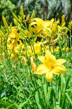 Hémérocalle jaune Hemerocallis flava 5-10 pot P9 Hemerocallis flava