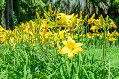 Hémérocalle jaune Hemerocallis flava 5-10 pot P9 Hemerocallis flava