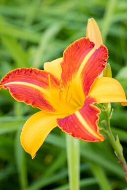 Belle de jour Hemerocallis 'Frans Hals' 5-10 pot P9 Hemerocallis 'Frans Hals'