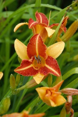 Belle de jour Hemerocallis 'Frans Hals' 5-10 pot P9 Hemerocallis 'Frans Hals'