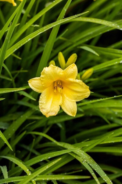 Belle de jour Hemerocallis 'Happy Returns' 5-10 pot P9 Hemerocallis 'Happy Returns'
