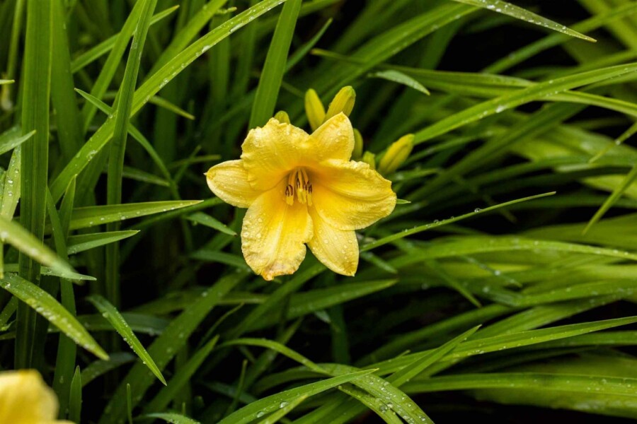 Belle de jour Hemerocallis 'Happy Returns' 5-10 pot P9 Hemerocallis 'Happy Returns'