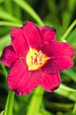 Hémérocalle Hemerocallis 'Pardon Me' 5-10 pot P9 Hemerocallis 'Pardon Me'
