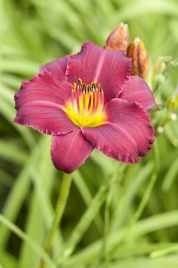 Hémérocalle Hemerocallis 'Pardon Me' 5-10 pot P9 Hemerocallis 'Pardon Me'