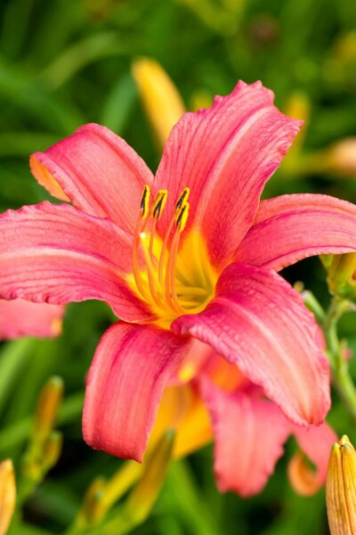 Belle de jour Hemerocallis 'Pink Damask' 5-10 pot P9 Hemerocallis 'Pink Damask'