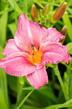 Hémérocalle Hemerocallis 'Summer Wine' 5-10 pot P9 Hemerocallis 'Summer Wine'