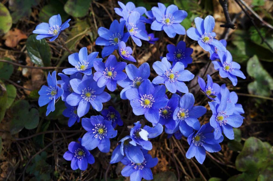 Pâquerette bleue Hepatica nobilis 5-10 pot P9 Hepatica nobilis