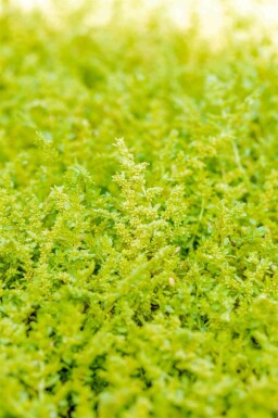 Rupturewort Herniaria glabra 5-10 pot P9 Herniaria glabra