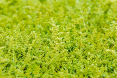 Rupturewort Herniaria glabra 5-10 pot P9 Herniaria glabra