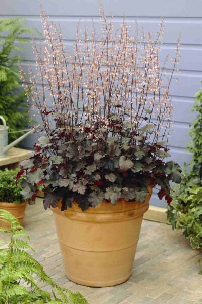 Désespoir du peintre Heuchera micrantha 'Black Beauty' 5-10 pot P9 Heuchera micrantha 'Black Beauty'