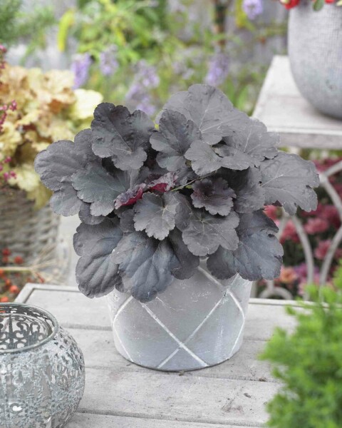 Désespoir du peintre Heuchera micrantha 'Black Sea' 5-10 pot P9 Heuchera micrantha 'Black Sea'