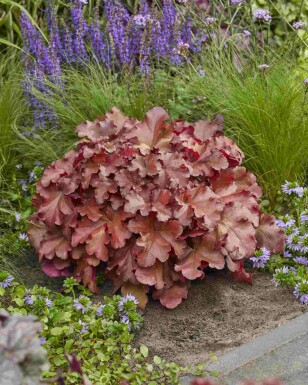 Heuchera 'Boysenberry'