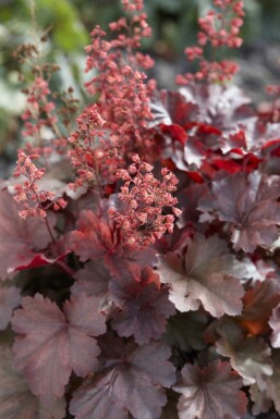 Désespoir du peintre Heuchera micrantha 'Cherry Cola' 5-10 pot P9 Heuchera micrantha 'Cherry Cola'