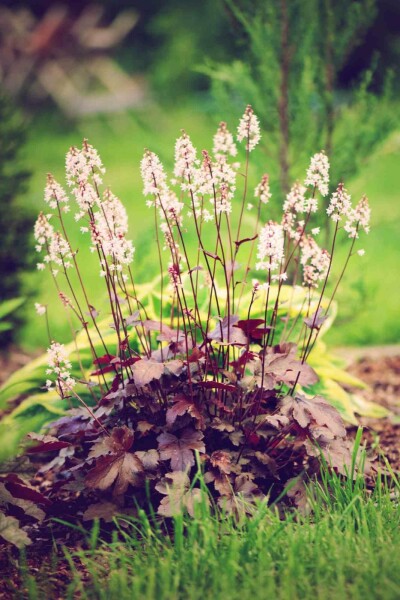 Désespoir du peintre Heuchera micrantha 'Chocolate Ruffles' 5-10 pot P9 Heuchera micrantha 'Chocolate Ruffles'