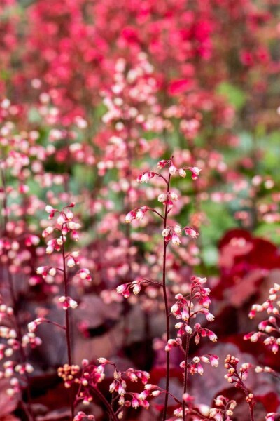 Désespoir des peintres Heuchera micrantha 'Fire Chief' 5-10 pot P9 Heuchera micrantha 'Fire Chief'