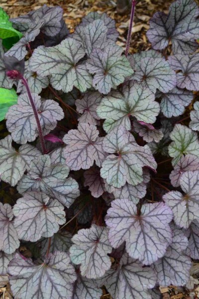 Heuchera 'Frosted Violet'