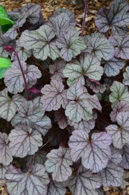Heuchera 'Frosted Violet'