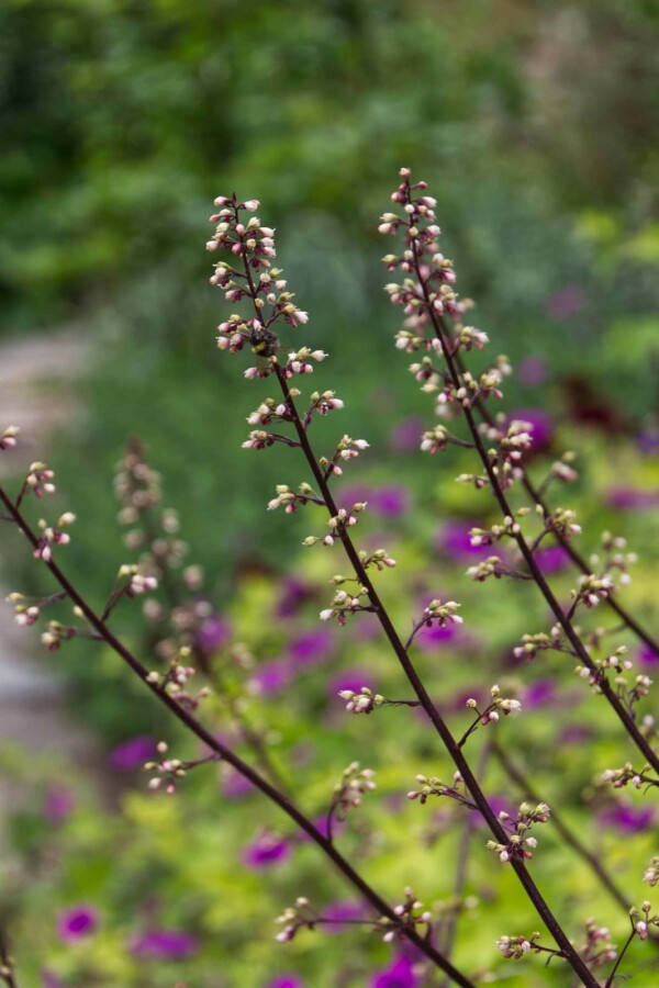Désespoir du peintre Heuchera 'Frosted Violet' 5-10 pot P9 Heuchera 'Frosted Violet'