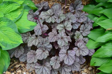 Heuchera 'Frosted Violet'