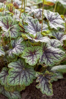 Désespoir du peintre Heuchera americana 'Green Spice' 5-10 pot P9 Heuchera americana 'Green Spice'