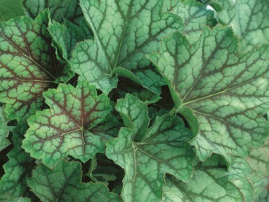 Désespoir du peintre Heuchera americana 'Green Spice' 5-10 pot P9 Heuchera americana 'Green Spice'