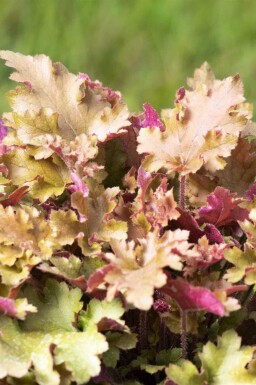 Heuchera villosa 'Marmalade'