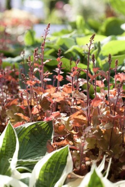 Heuchera villosa 'Marmalade'