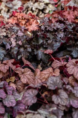 Désespoir du peintre Heuchera micrantha 'Obsidian' 5-10 pot P9 Heuchera micrantha 'Obsidian'