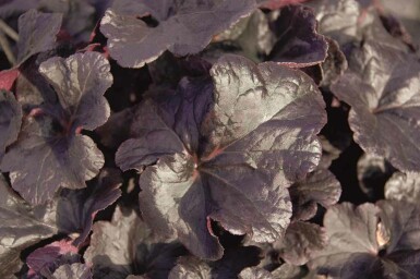 Désespoir du peintre Heuchera micrantha 'Obsidian' 5-10 pot P9 Heuchera micrantha 'Obsidian'
