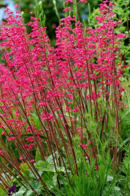 Désespoir du peintre Heuchera sanguinea 5-10 pot P9 Heuchera sanguinea