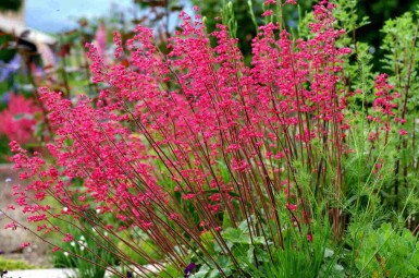 Désespoir du peintre Heuchera sanguinea 5-10 pot P9 Heuchera sanguinea