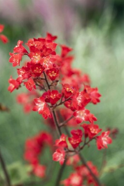 Désespoir du peintre Heuchera sanguinea 'Splendens' 5-10 pot P9 Heuchera sanguinea 'Splendens'