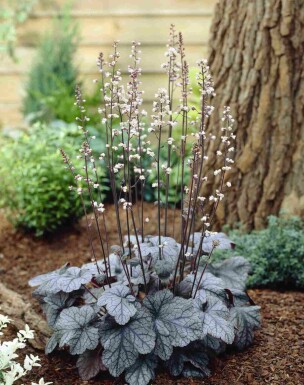 Désespoir du peintre Heuchera micrantha 'Silver Scrolls' 5-10 pot P9 Heuchera micrantha 'Silver Scrolls'
