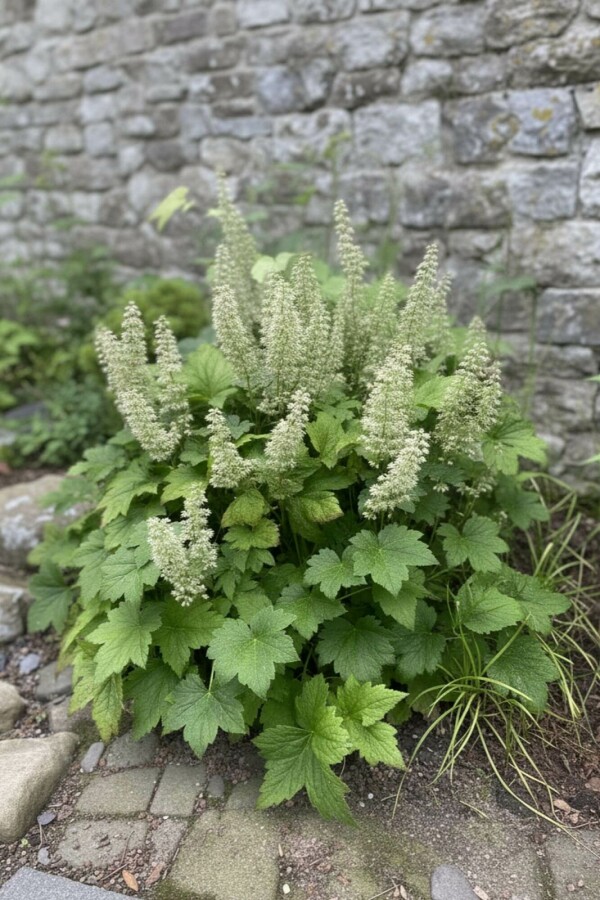 Fleur de corail Heuchera villosa 'Chantilly' 5-10 pot P9 Heuchera villosa 'Chantilly'